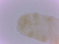 Doryphoribius evelinae image