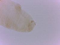 Doryphoribius evelinae image