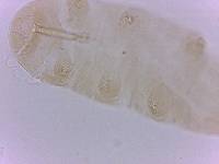 Doryphoribius evelinae image
