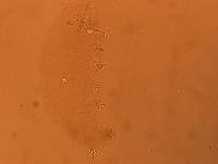 Doryphoribius evelinae image