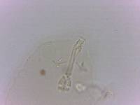 Doryphoribius evelinae image