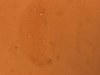 Doryphoribius evelinae image