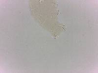Doryphoribius evelinae image