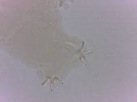 Doryphoribius evelinae image