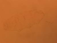 Doryphoribius evelinae image