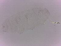 Doryphoribius evelinae image