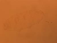 Doryphoribius evelinae image
