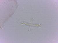 Doryphoribius evelinae image