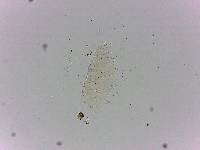 Doryphoribius flavus image
