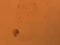 Doryphoribius flavus image