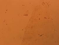 Doryphoribius flavus image