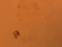 Doryphoribius flavus image