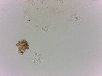Doryphoribius flavus image