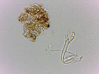 Doryphoribius flavus image