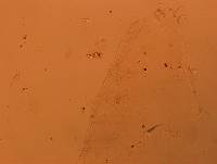 Doryphoribius flavus image