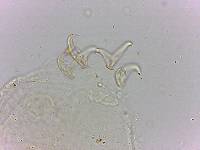 Doryphoribius flavus image