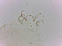 Doryphoribius flavus image