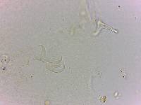 Doryphoribius flavus image