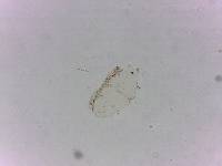Doryphoribius flavus image