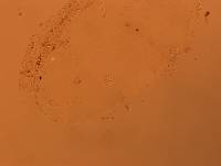 Doryphoribius flavus image