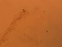 Doryphoribius flavus image