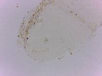 Doryphoribius flavus image