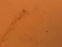 Doryphoribius flavus image