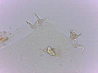 Doryphoribius flavus image