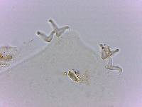 Doryphoribius flavus image