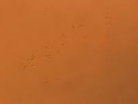 Doryphoribius flavus image