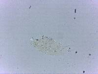 Doryphoribius flavus image