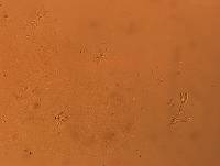 Doryphoribius flavus image
