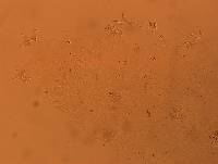 Doryphoribius flavus image