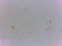 Doryphoribius flavus image