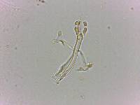 Doryphoribius flavus image