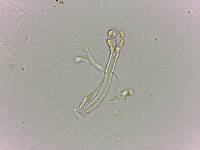 Doryphoribius flavus image
