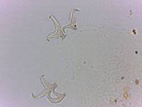 Doryphoribius flavus image