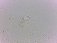 Doryphoribius flavus image