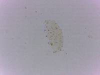 Doryphoribius flavus image