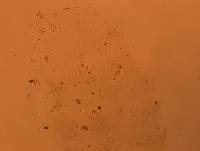 Doryphoribius flavus image