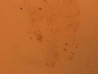 Doryphoribius flavus image