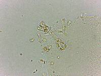 Doryphoribius flavus image