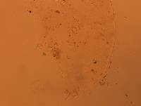 Doryphoribius flavus image
