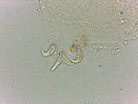 Doryphoribius flavus image