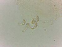 Doryphoribius flavus image