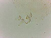 Doryphoribius flavus image