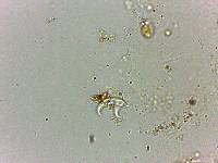 Doryphoribius flavus image