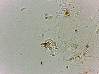 Doryphoribius flavus image