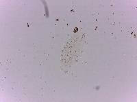 Doryphoribius flavus image