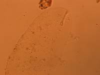 Doryphoribius flavus image